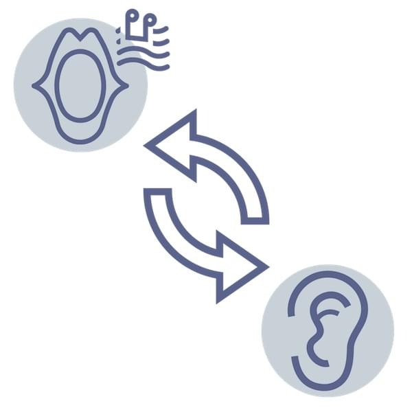 Ear Voice Feedback Loop
